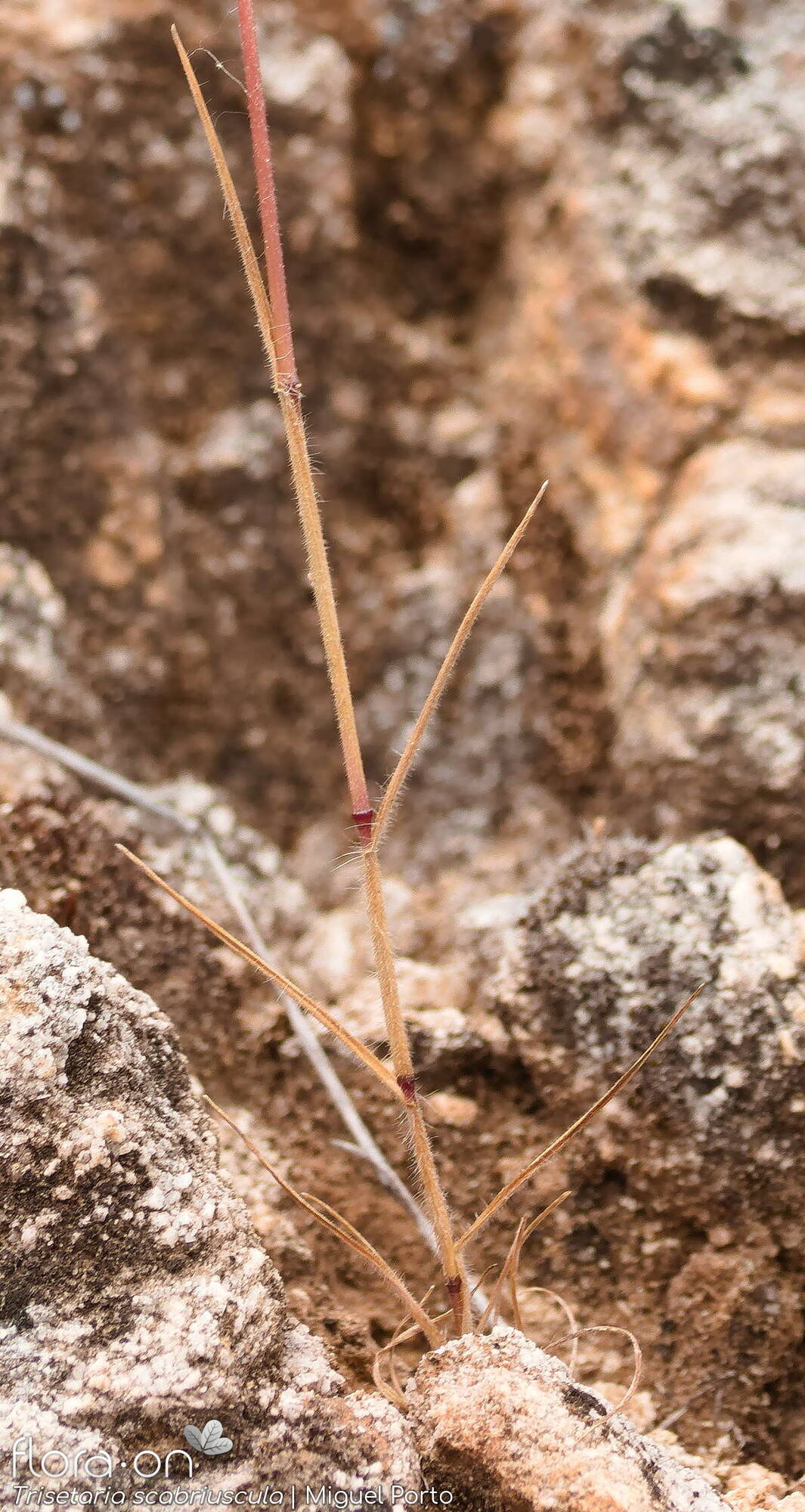 Trisetaria scabriuscula - Folha (geral) | Miguel Porto; CC BY-NC 4.0
