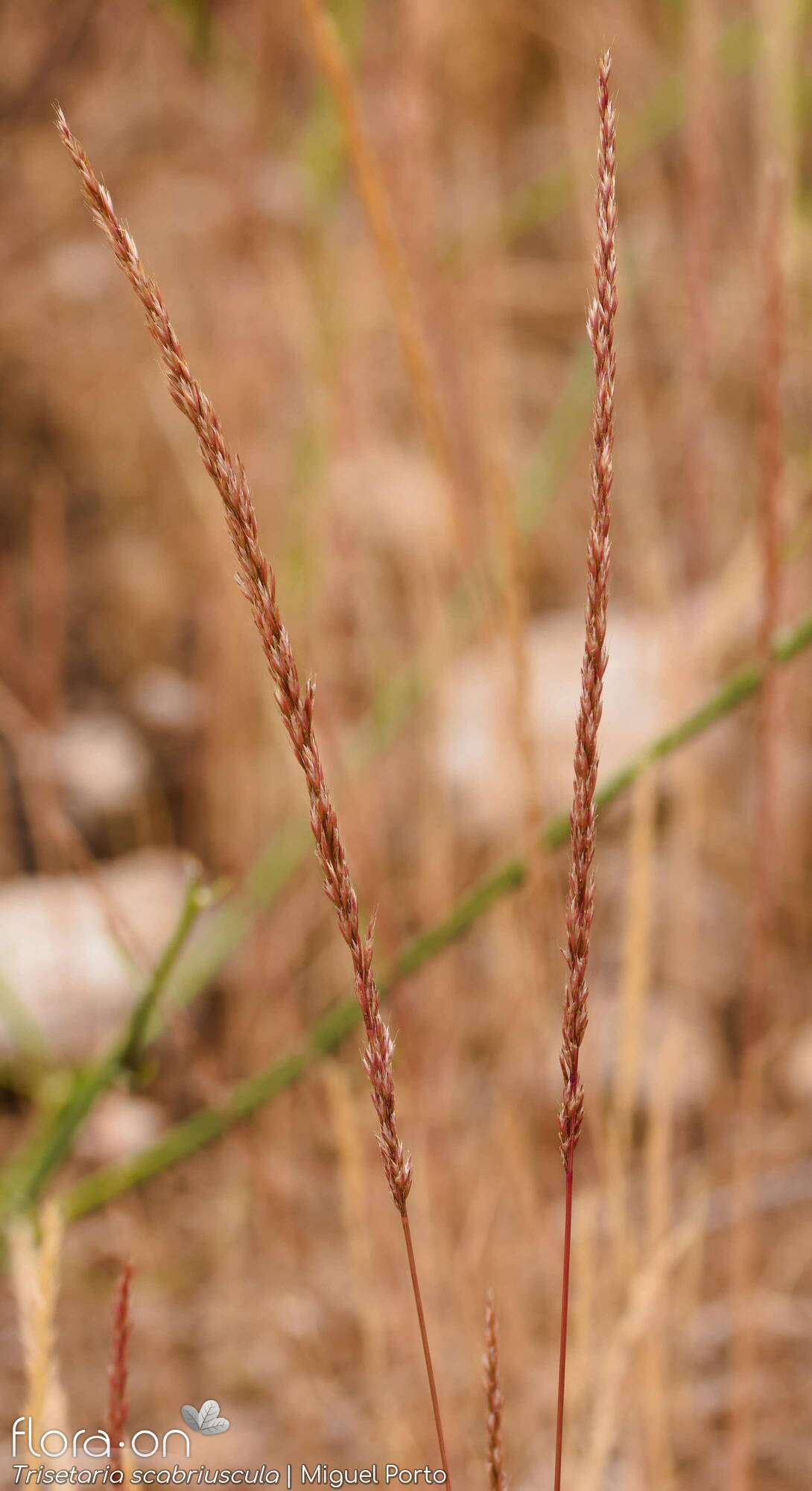 Trisetaria scabriuscula - Flor (geral) | Miguel Porto; CC BY-NC 4.0