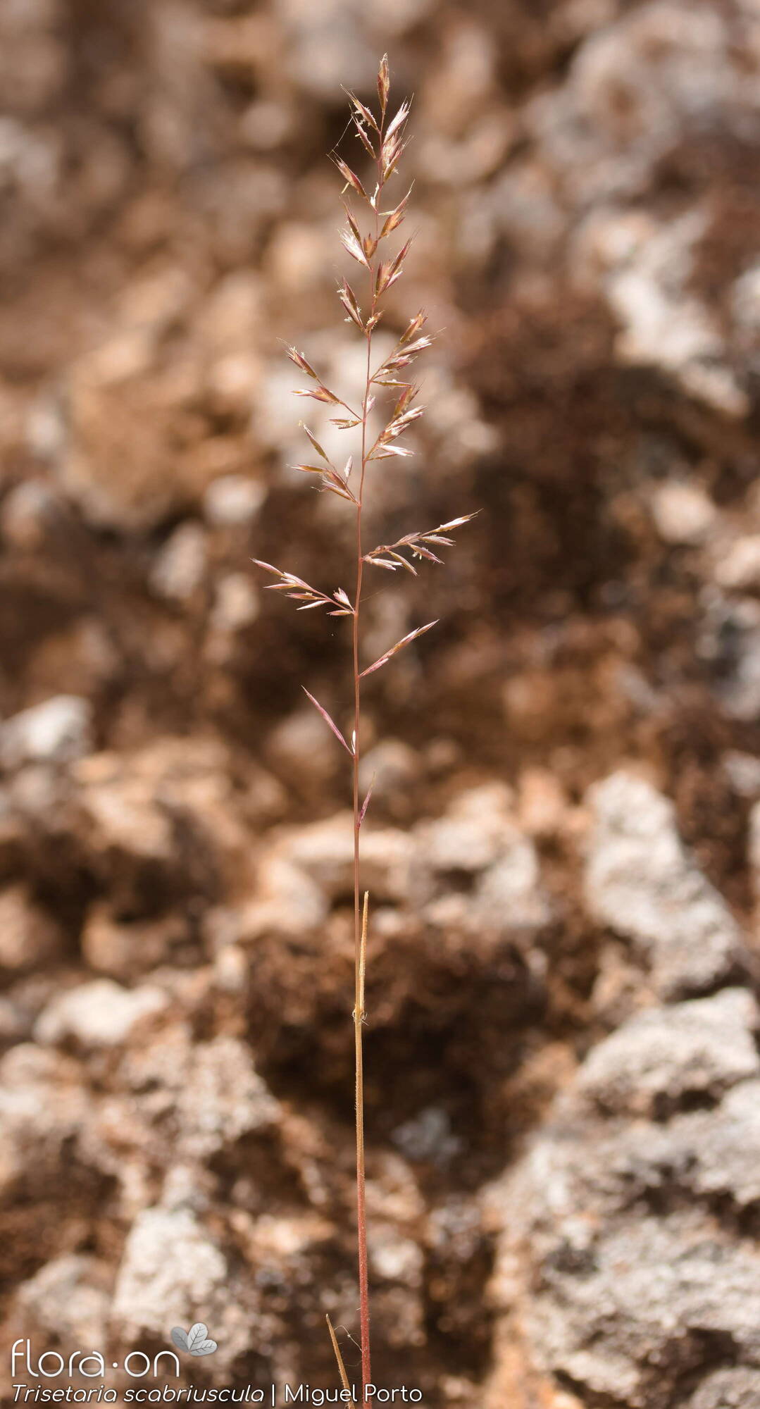 Trisetaria scabriuscula - Hábito | Miguel Porto; CC BY-NC 4.0