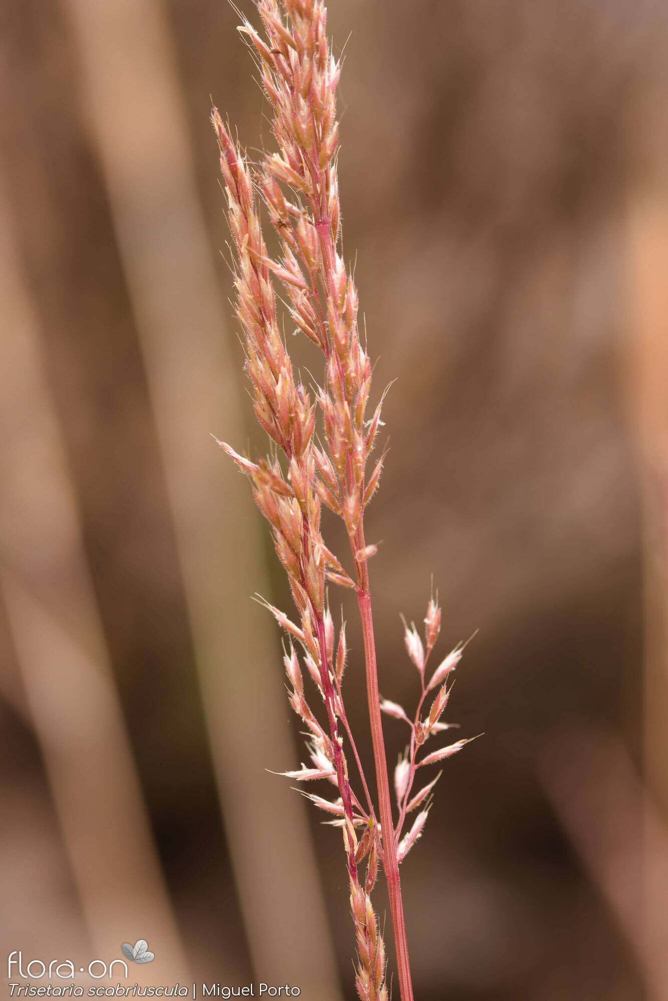 Trisetaria scabriuscula - Flor (geral) | Miguel Porto; CC BY-NC 4.0