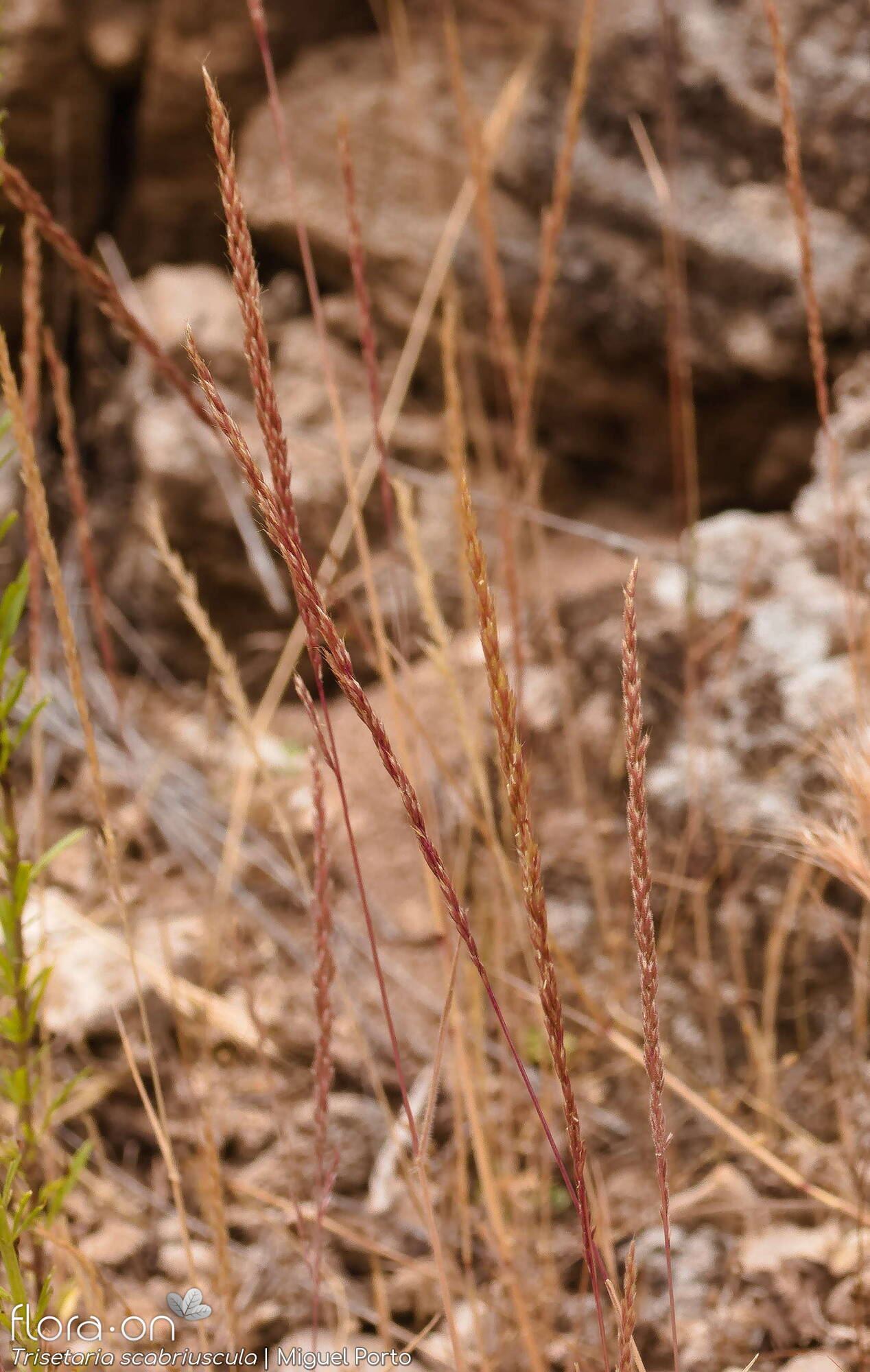 Trisetaria scabriuscula - Flor (geral) | Miguel Porto; CC BY-NC 4.0