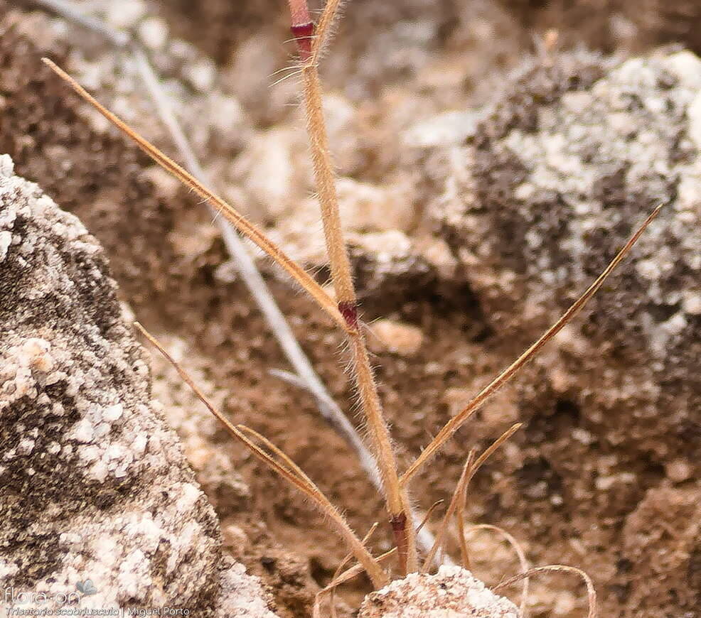 Trisetaria scabriuscula - Folha | Miguel Porto; CC BY-NC 4.0