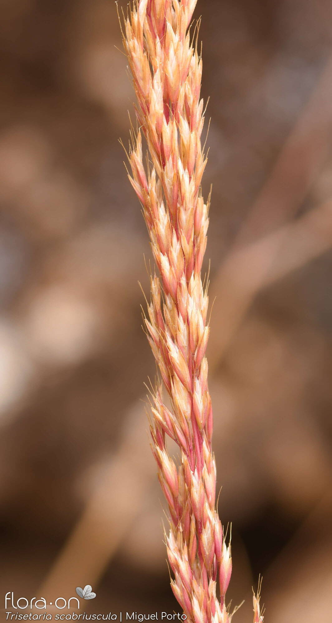 Trisetaria scabriuscula - Flor (geral) | Miguel Porto; CC BY-NC 4.0