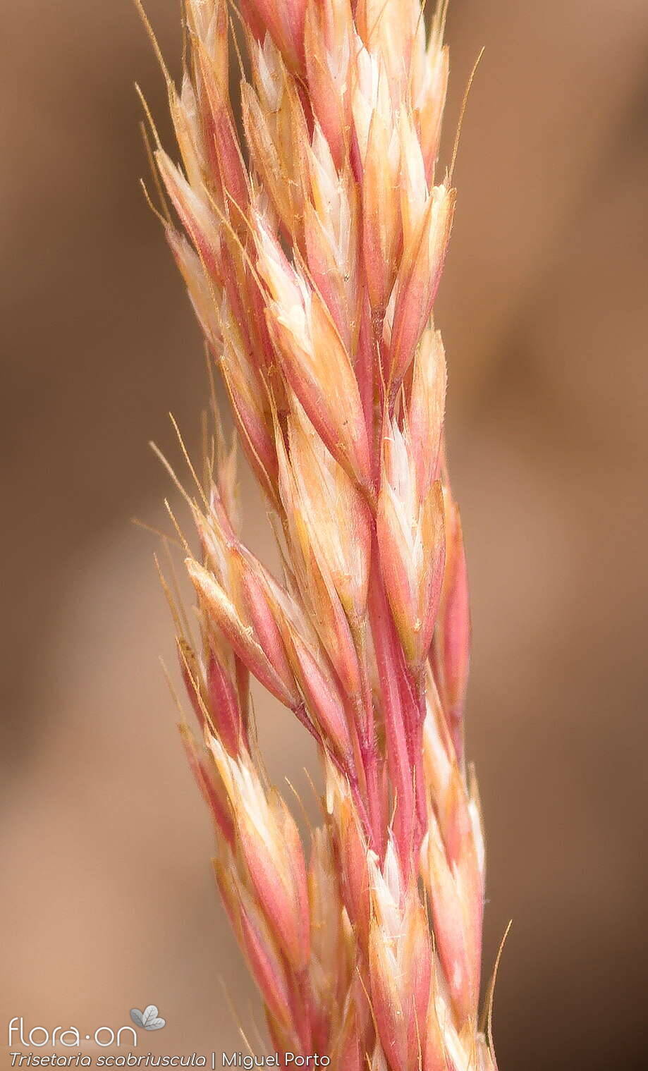 Trisetaria scabriuscula - Espigueta | Miguel Porto; CC BY-NC 4.0