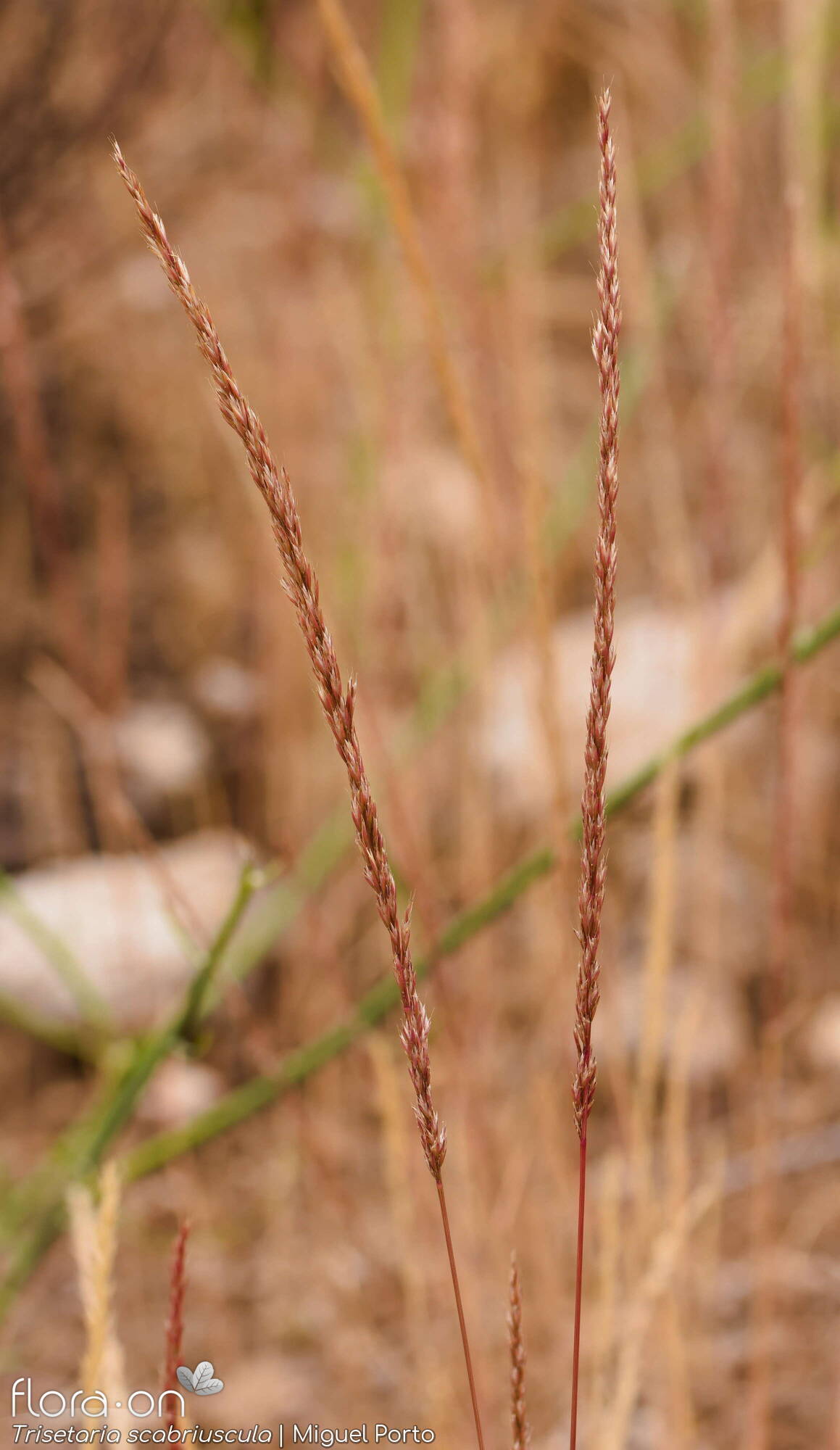 Trisetaria scabriuscula - Flor (geral) | Miguel Porto; CC BY-NC 4.0