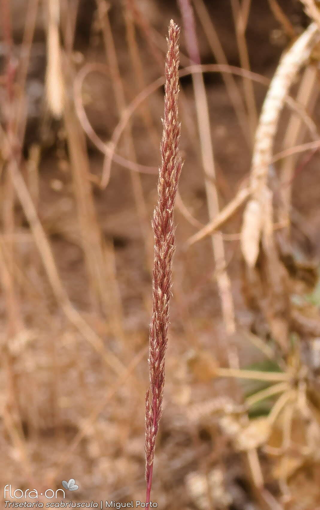 Trisetaria scabriuscula - Flor (geral) | Miguel Porto; CC BY-NC 4.0