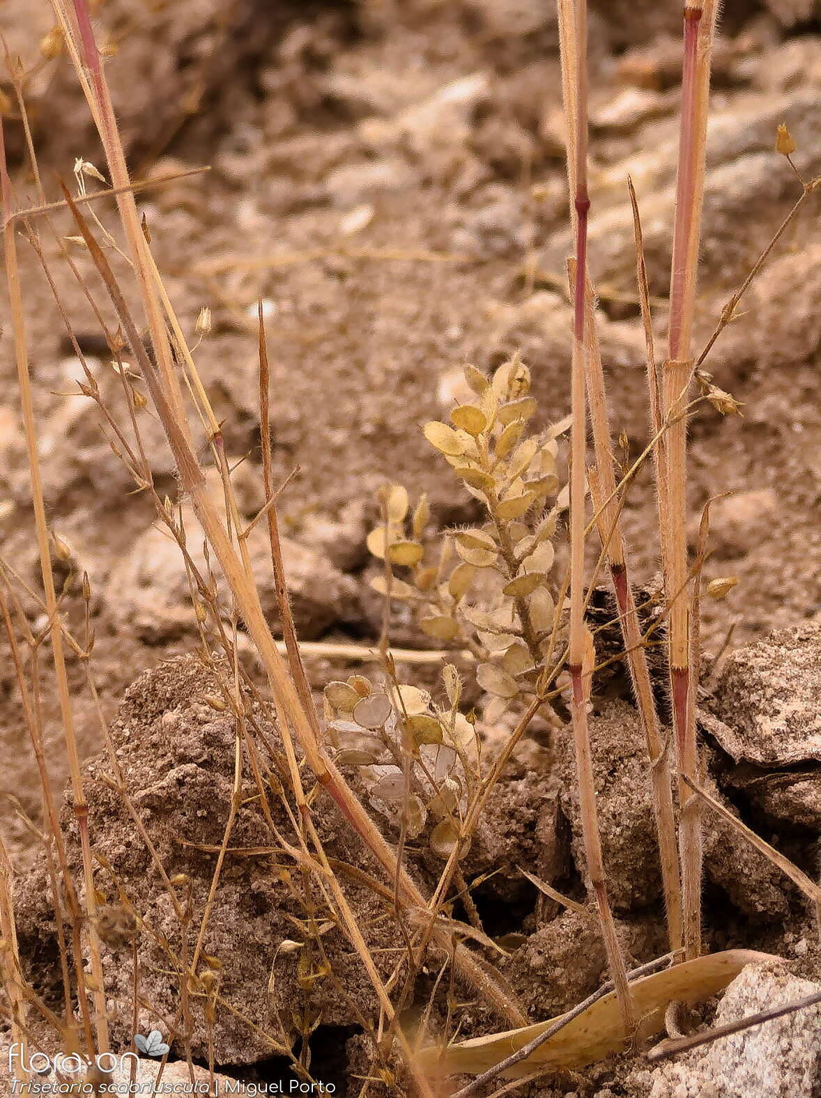 Trisetaria scabriuscula - Folha (geral) | Miguel Porto; CC BY-NC 4.0