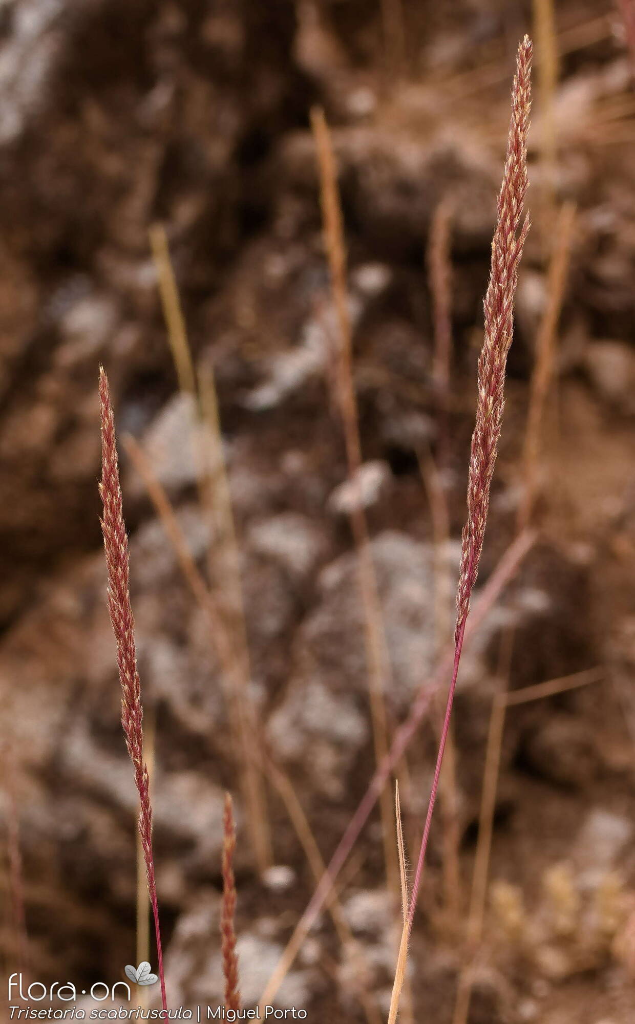 Trisetaria scabriuscula - Flor (geral) | Miguel Porto; CC BY-NC 4.0