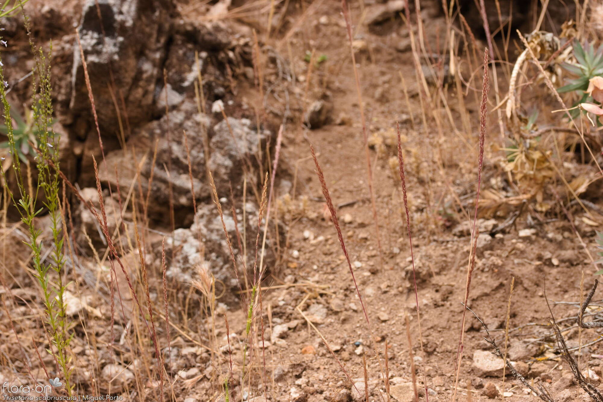 Trisetaria scabriuscula - Hábito | Miguel Porto; CC BY-NC 4.0