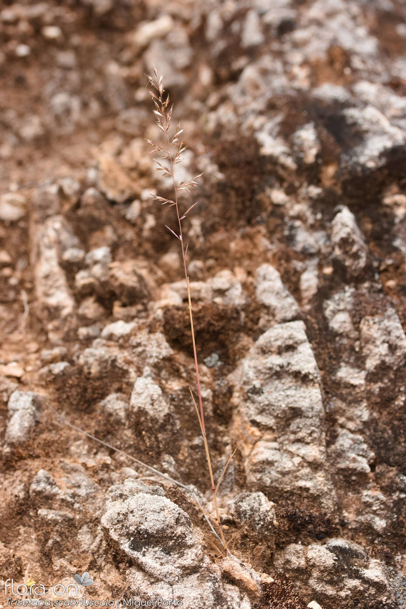 Trisetaria scabriuscula - Hábito | Miguel Porto; CC BY-NC 4.0