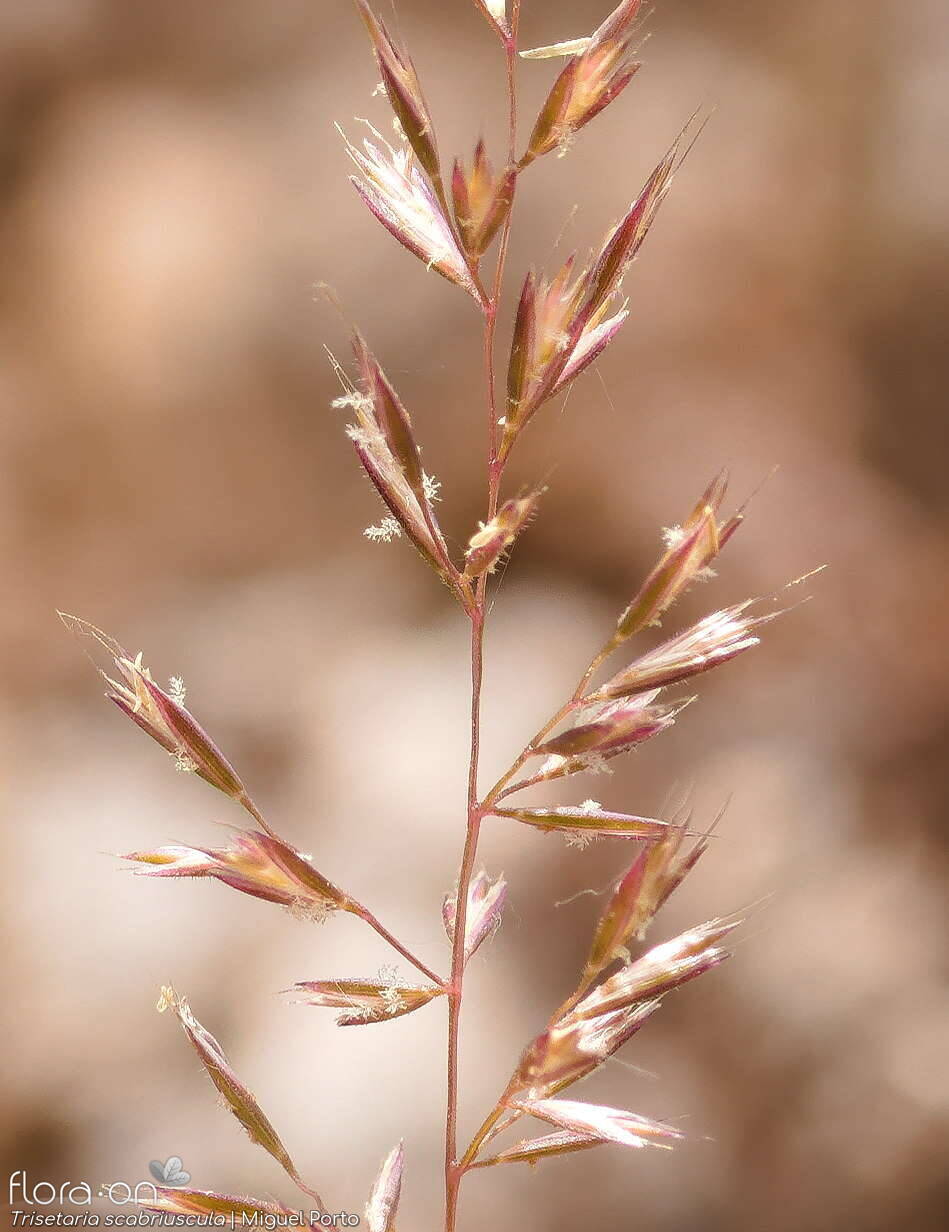 Trisetaria scabriuscula - Flor (geral) | Miguel Porto; CC BY-NC 4.0