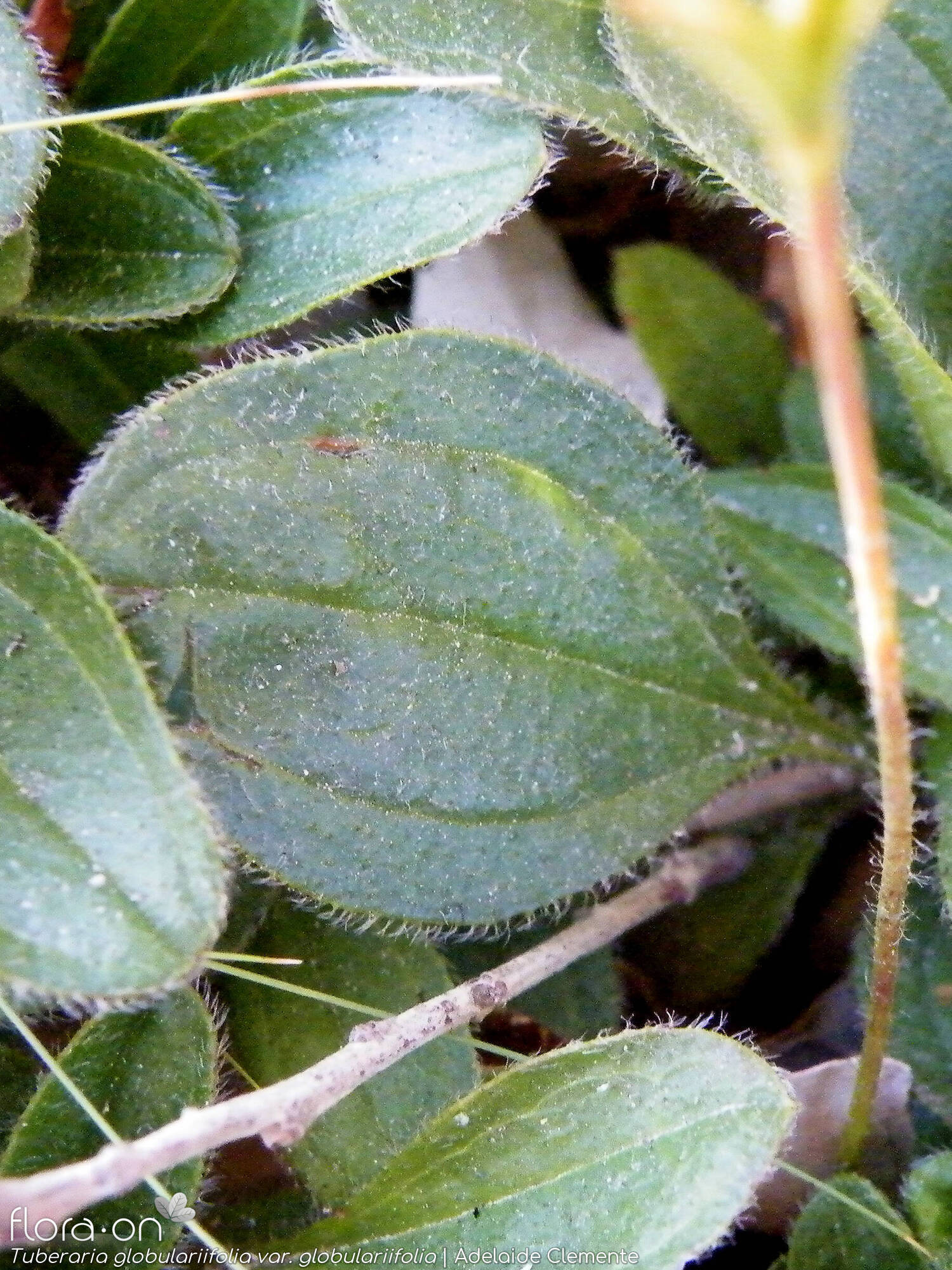 Tuberaria globulariifolia - Folha | Adelaide Clemente; CC BY-NC 4.0