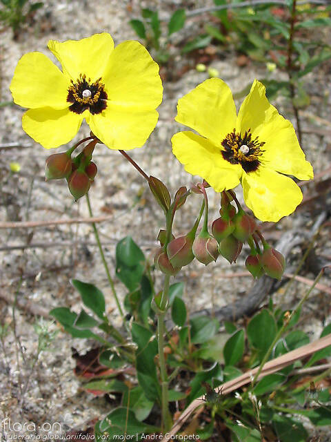 Tuberaria globulariifolia - Flor (geral) | André Carapeto; CC BY-NC 4.0