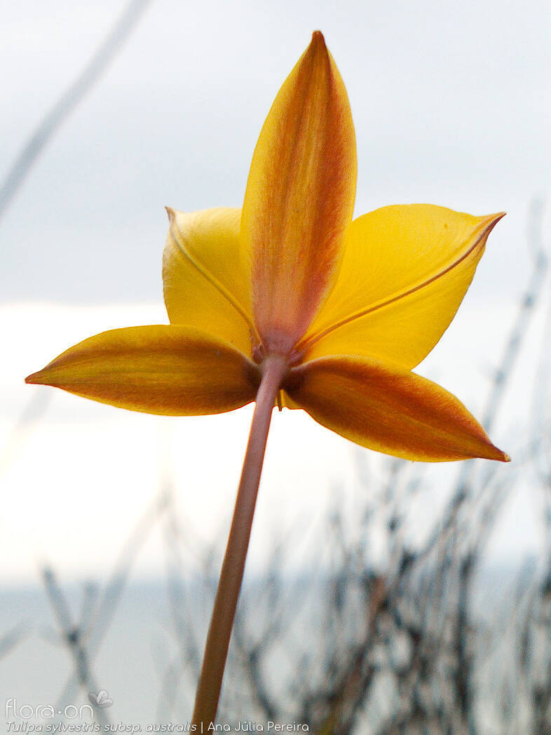 Tulipa sylvestris australis - Flor (close-up) | Ana Júlia Pereira; CC BY-NC 4.0