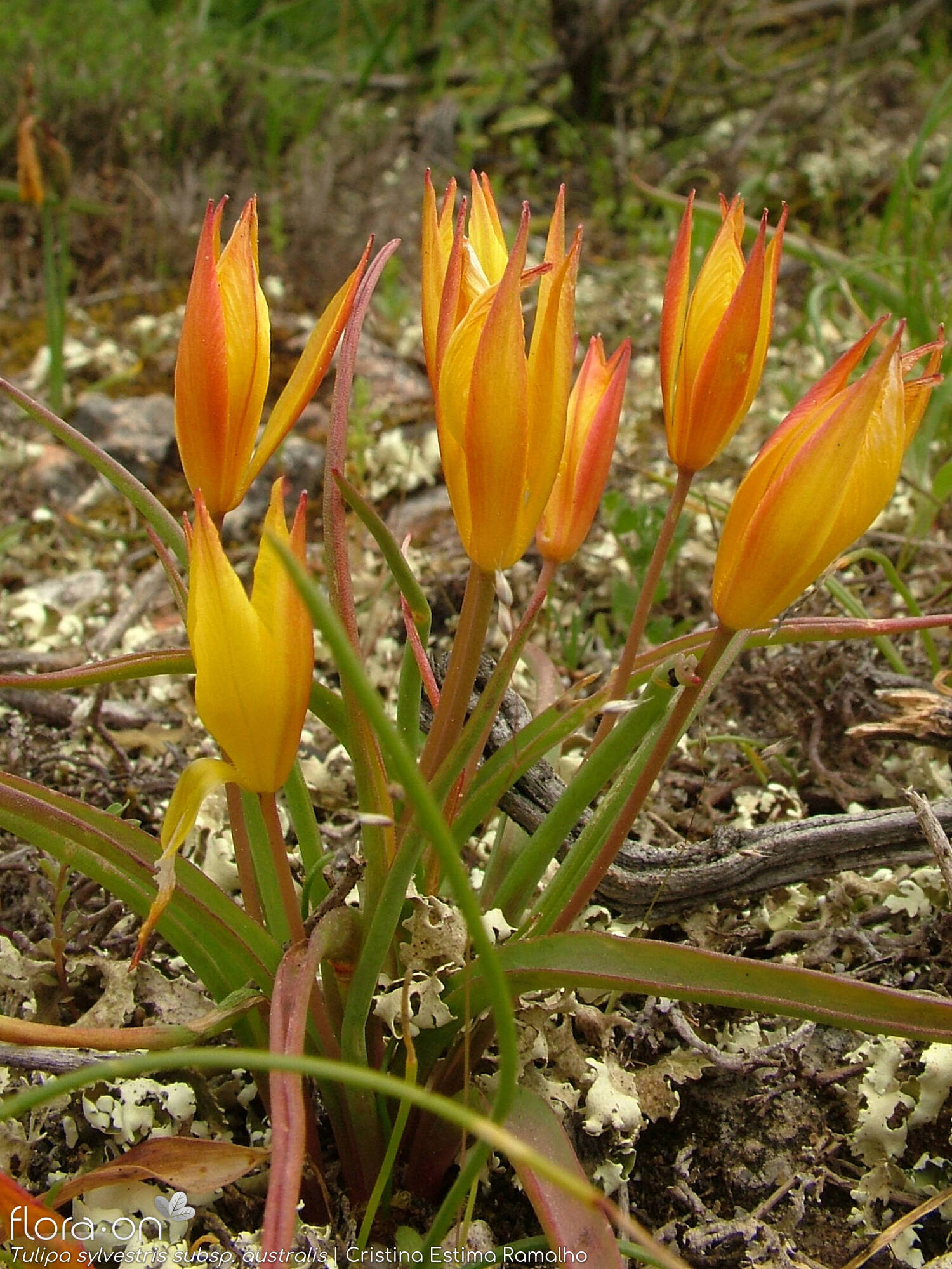Tulipa sylvestris australis - Hábito | Cristina Estima Ramalho; CC BY-NC 4.0