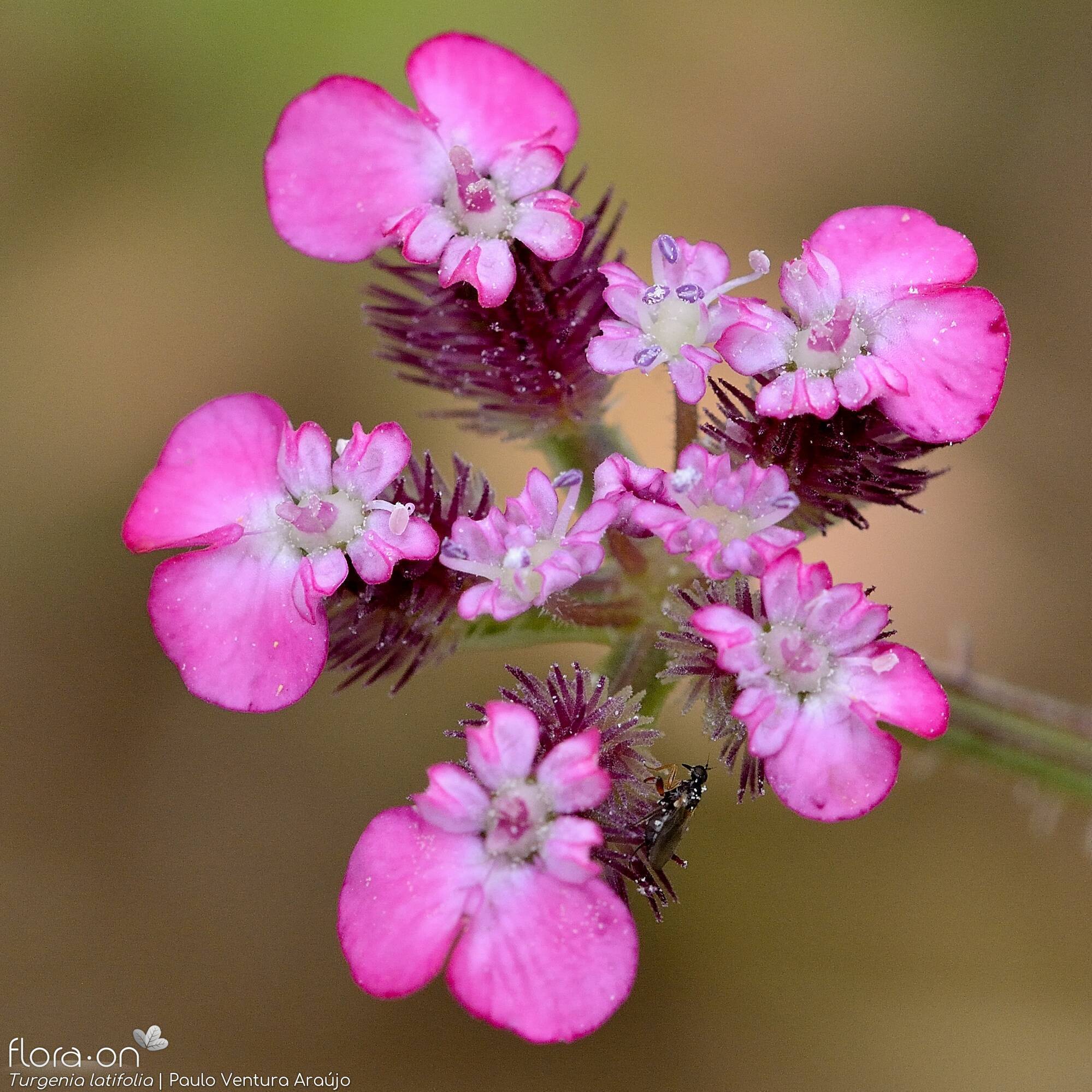 Turgenia latifolia - Flor (close-up) | Paulo Ventura Araújo; CC BY-NC 4.0