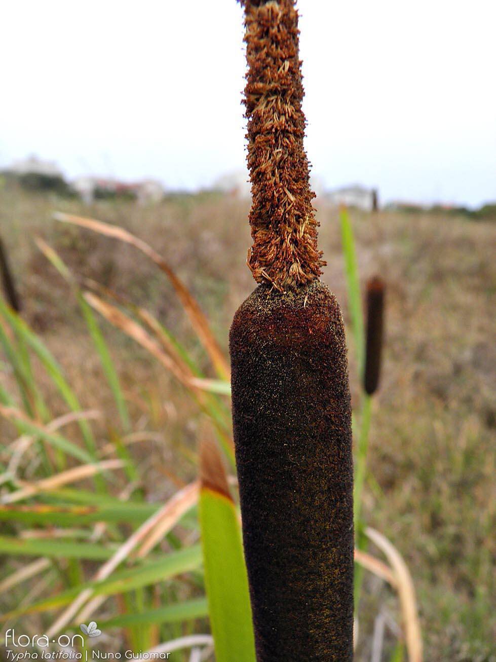 Typha latifolia - Flor (close-up) | Nuno Guiomar; CC BY-NC 4.0
