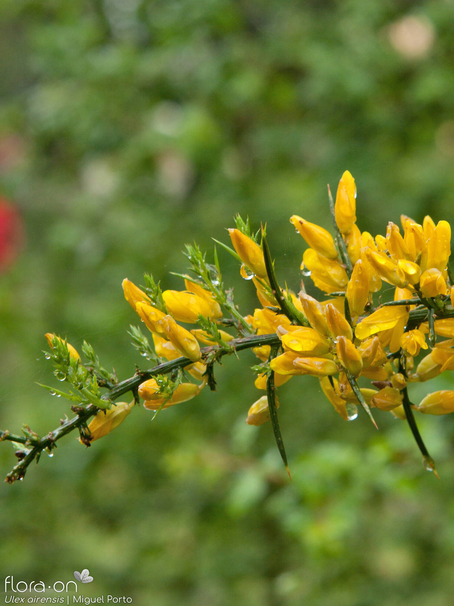 Ulex airensis - Flor (geral) | Miguel Porto; CC BY-NC 4.0