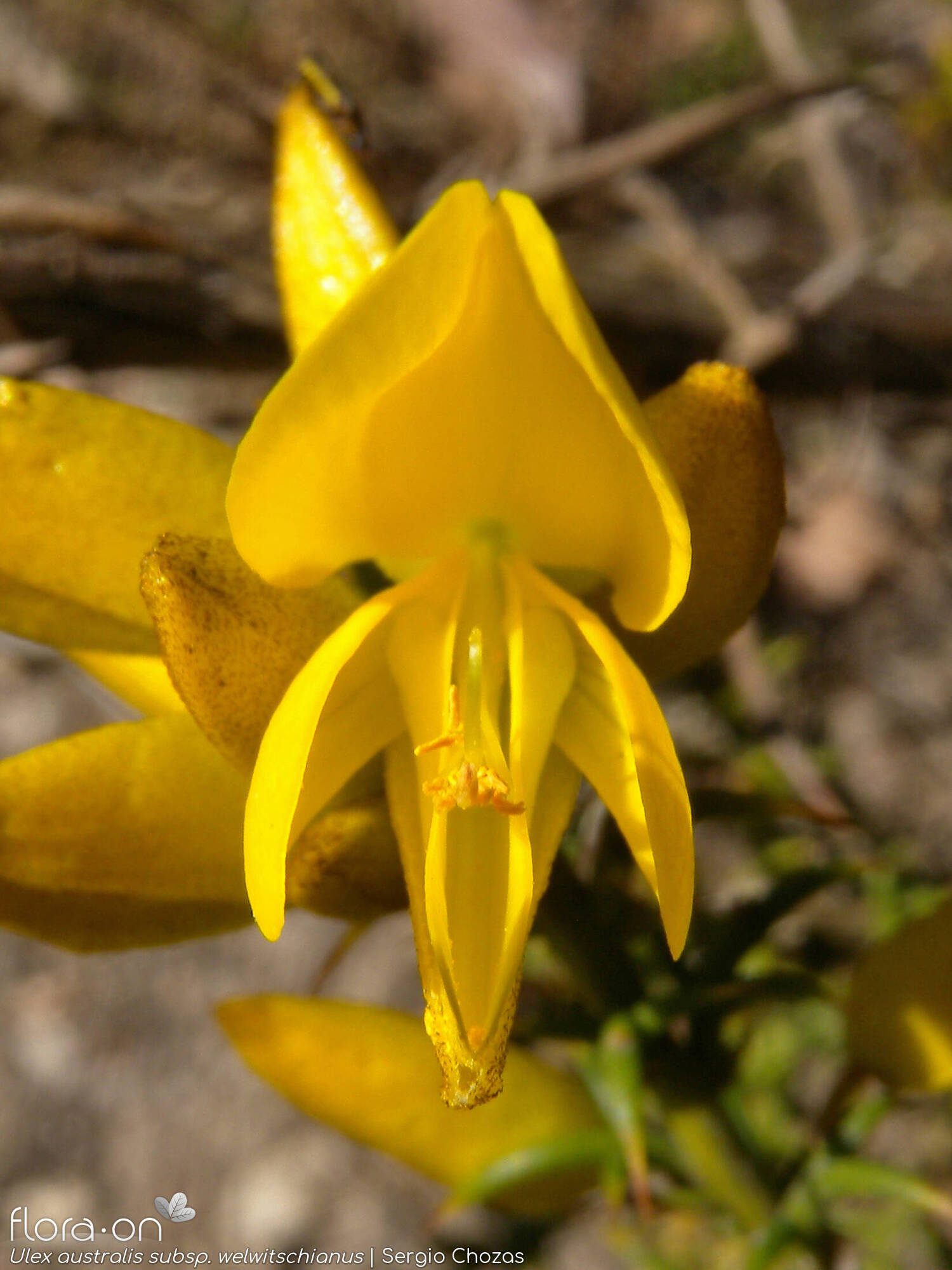 Ulex australis - Flor (close-up) | Sergio Chozas; CC BY-NC 4.0