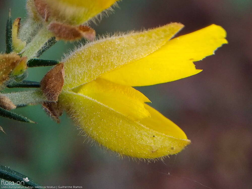 Ulex europaeus