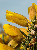 Ulex europaeus