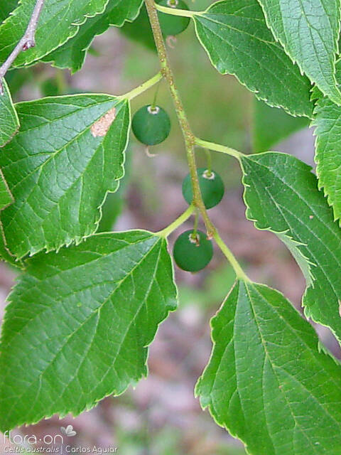 Ulmaceae