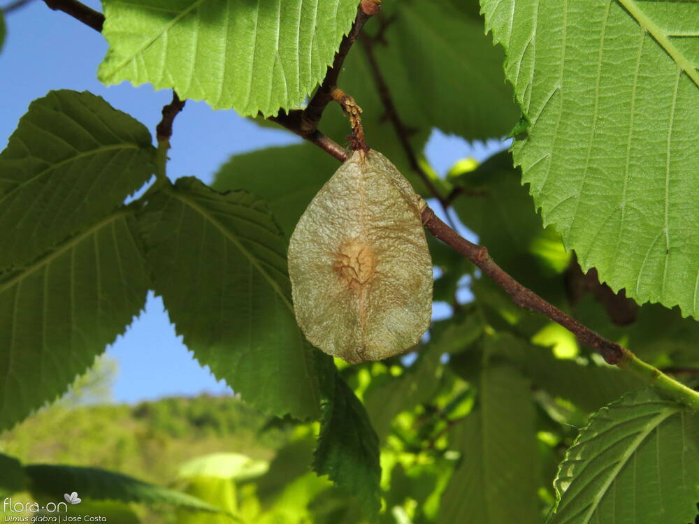 Ulmaceae