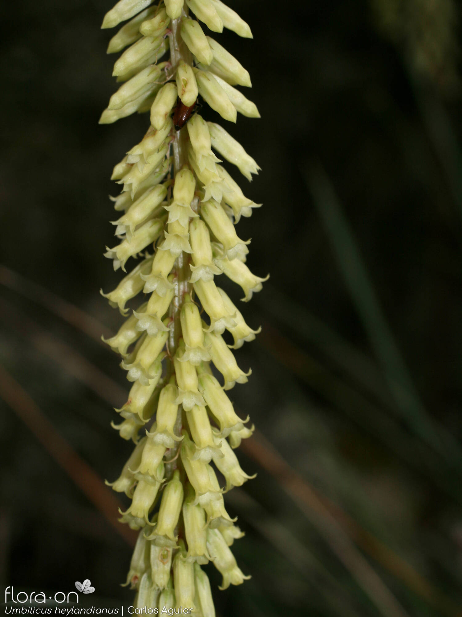 Umbilicus heylandianus - Flor (geral) | Carlos Aguiar; CC BY-NC 4.0