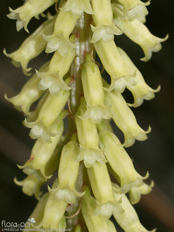 Umbilicus heylandianus - Flor (close-up) | Carlos Aguiar; CC BY-NC 4.0