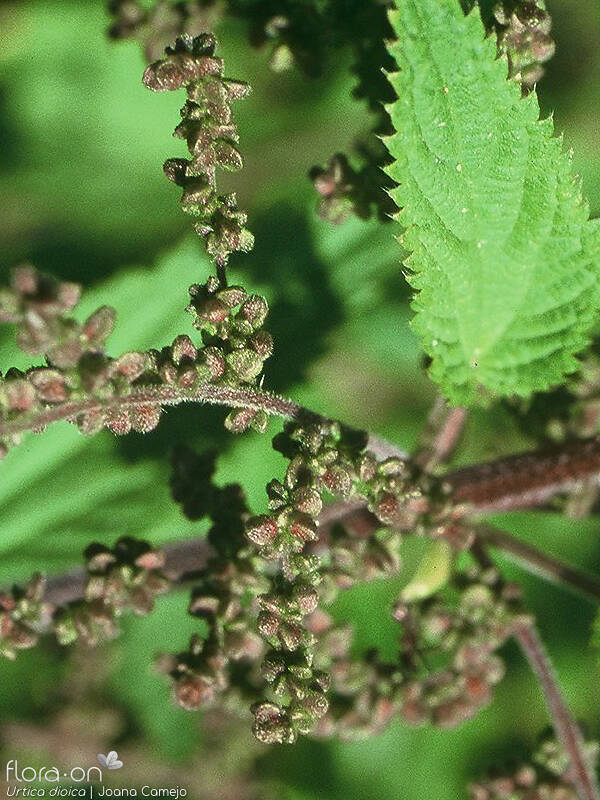Urtica dioica - Flor (geral) | Joana Camejo; CC BY-NC 4.0