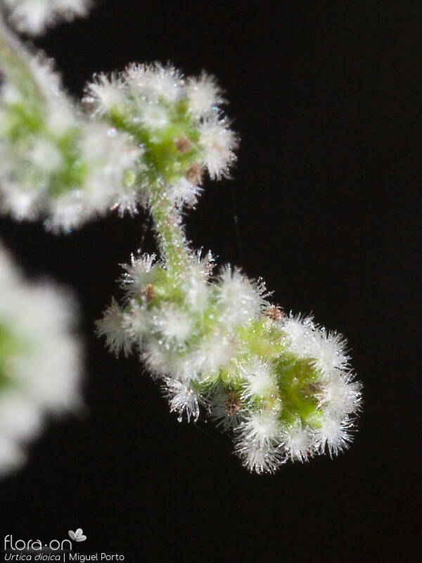 Urtica dioica - Flor (close-up) | Miguel Porto; CC BY-NC 4.0