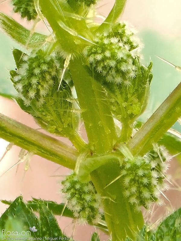 Urtica membranacea - Flor (close-up) | Miguel Porto; CC BY-NC 4.0
