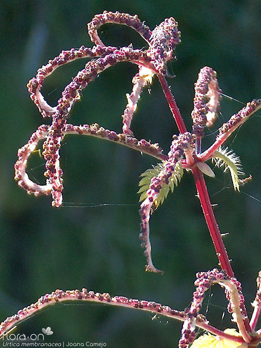 Urtica membranacea - Flor (geral) | Joana Camejo; CC BY-NC 4.0