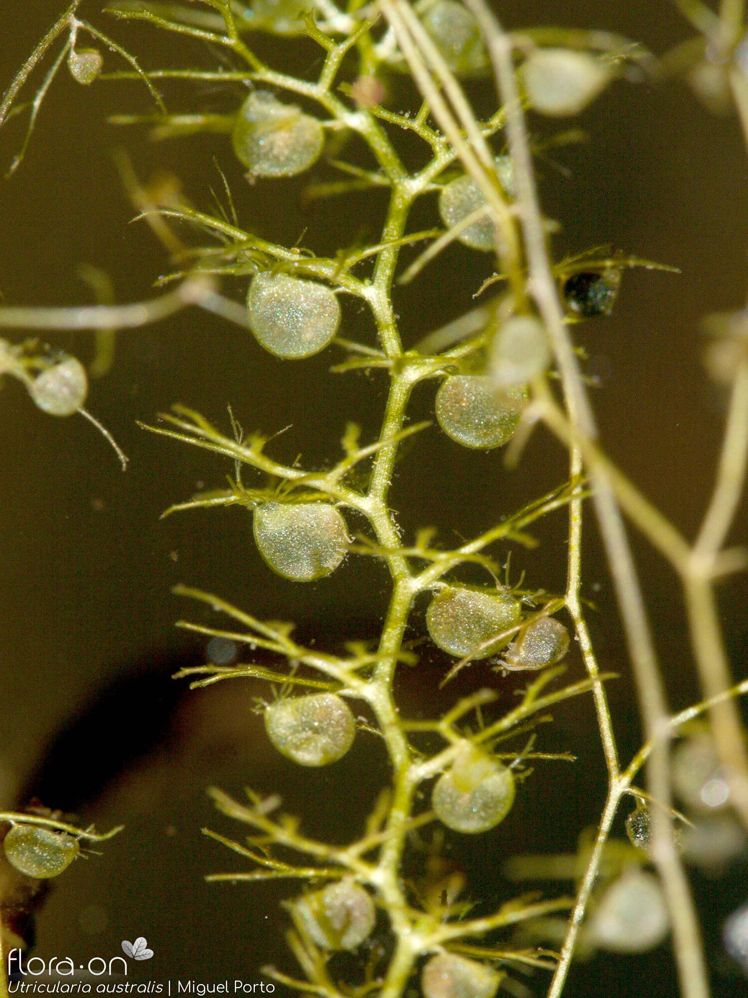 Utricularia australis - Folha | Miguel Porto; CC BY-NC 4.0