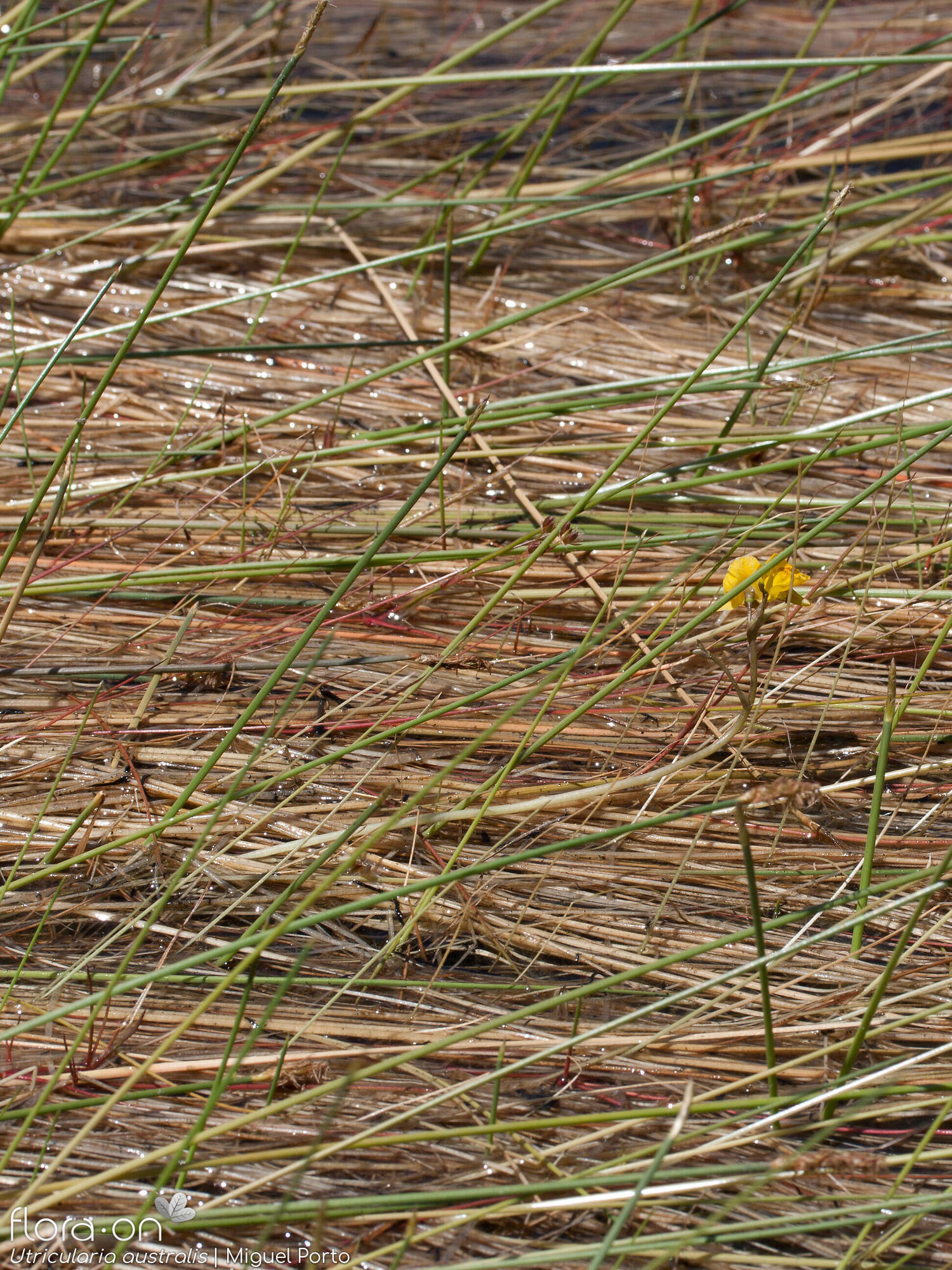 Utricularia australis - Hábito | Miguel Porto; CC BY-NC 4.0