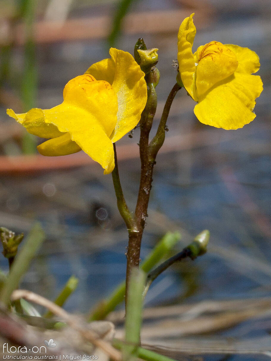 Utricularia australis - Flor (geral) | Miguel Porto; CC BY-NC 4.0