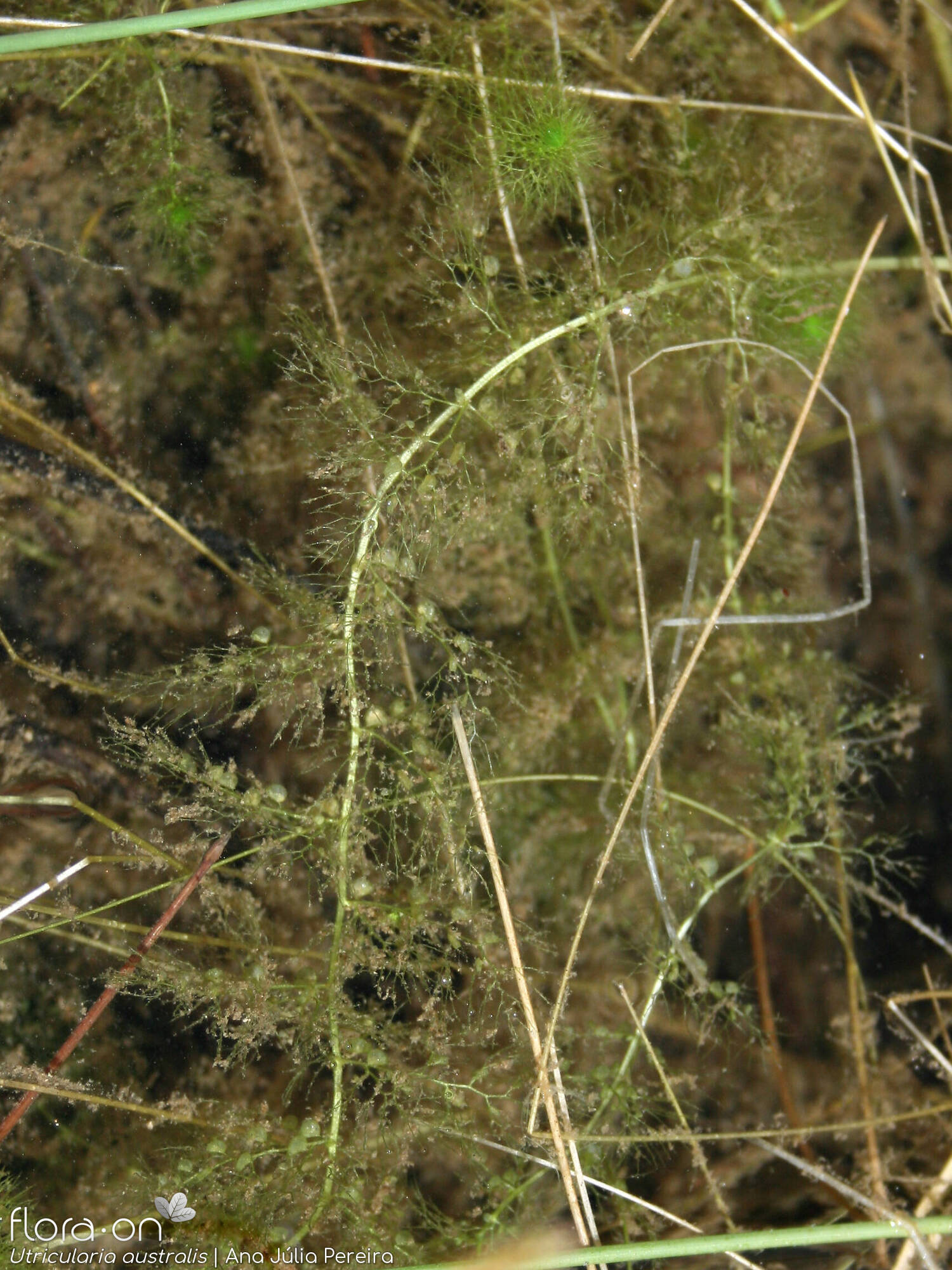 Utricularia australis - Hábito | Ana Júlia Pereira; CC BY-NC 4.0