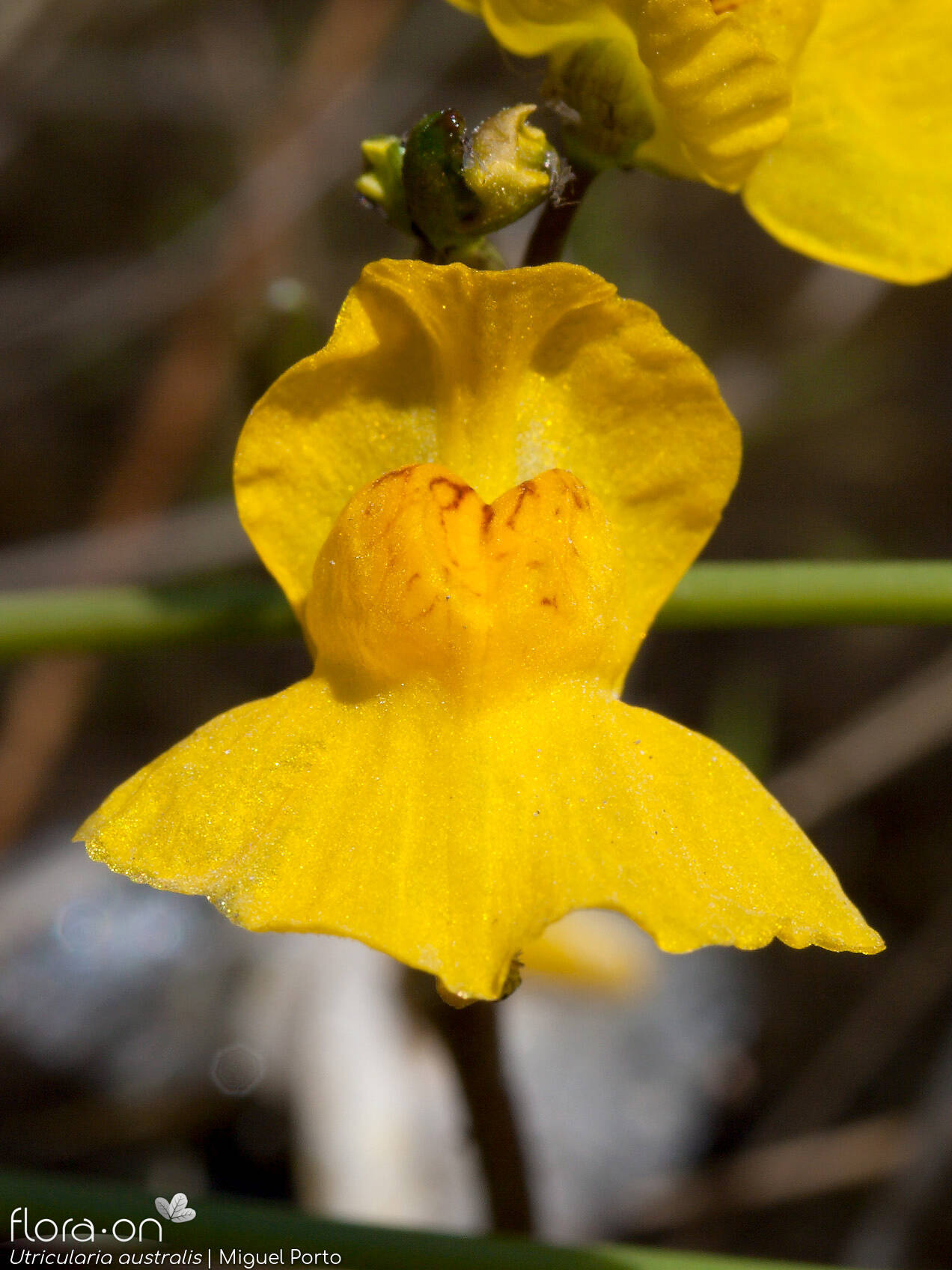 Utricularia australis - Flor (close-up) | Miguel Porto; CC BY-NC 4.0