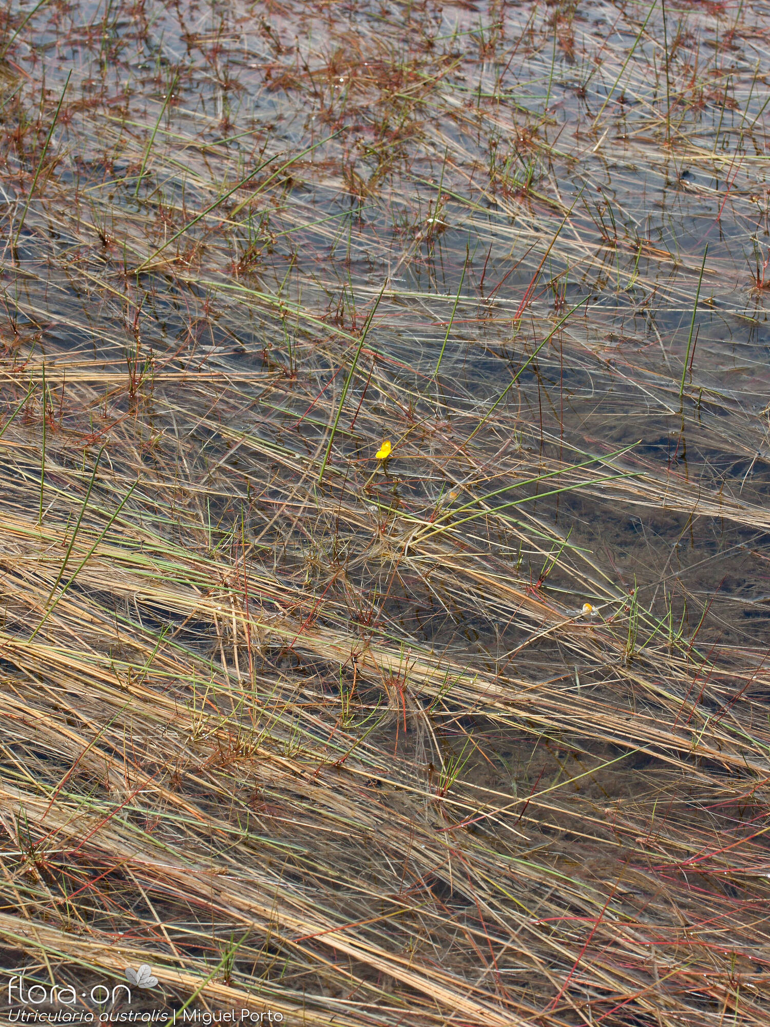 Utricularia australis - Hábito | Miguel Porto; CC BY-NC 4.0