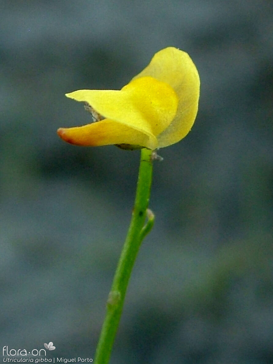 Utricularia gibba - Flor (close-up) | Miguel Porto; CC BY-NC 4.0