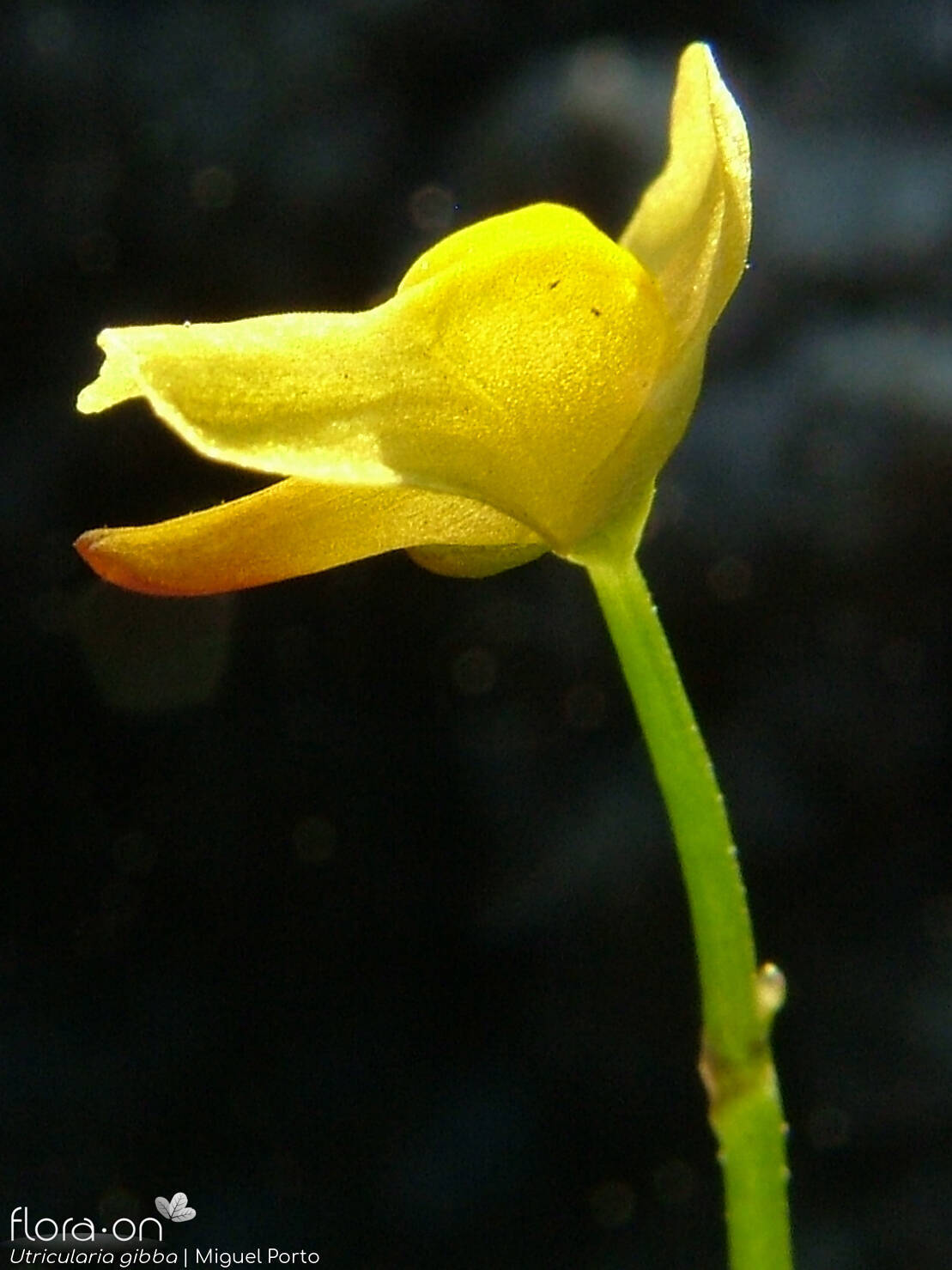 Utricularia gibba - Flor (close-up) | Miguel Porto; CC BY-NC 4.0