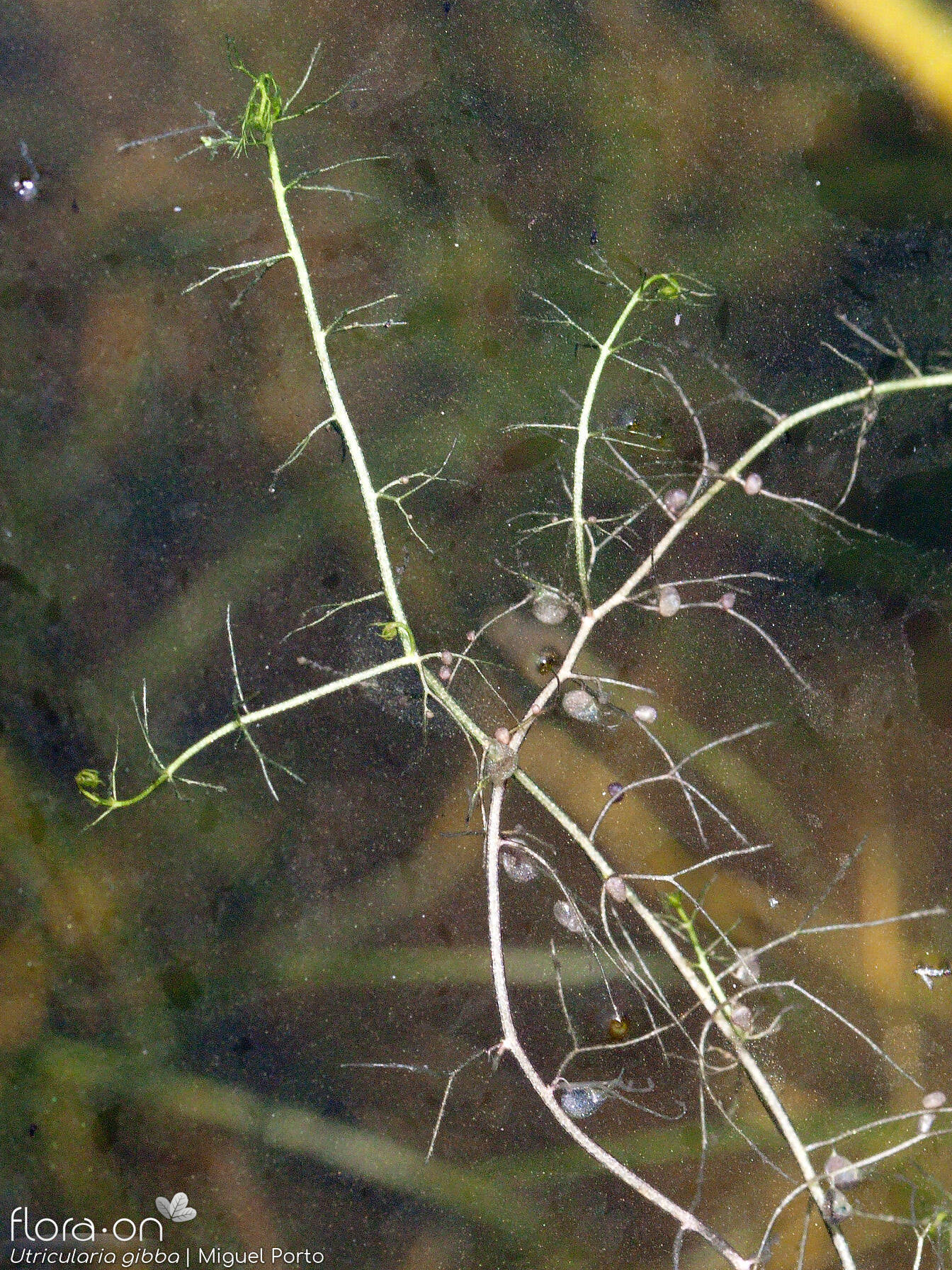 Utricularia gibba - Hábito | Miguel Porto; CC BY-NC 4.0