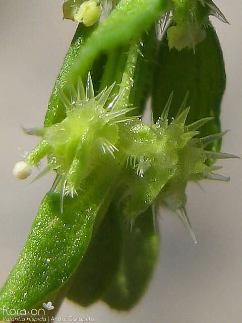 Valantia hispida - Flor (close-up) | André Carapeto; CC BY-NC 4.0