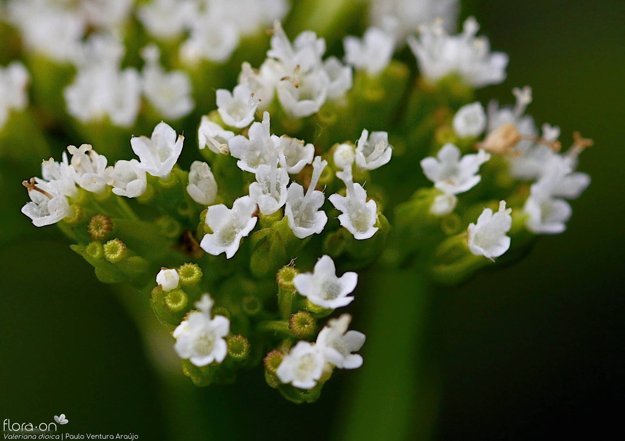 Valeriana dioica - Flor (close-up) | Paulo Ventura Araújo; CC BY-NC 4.0