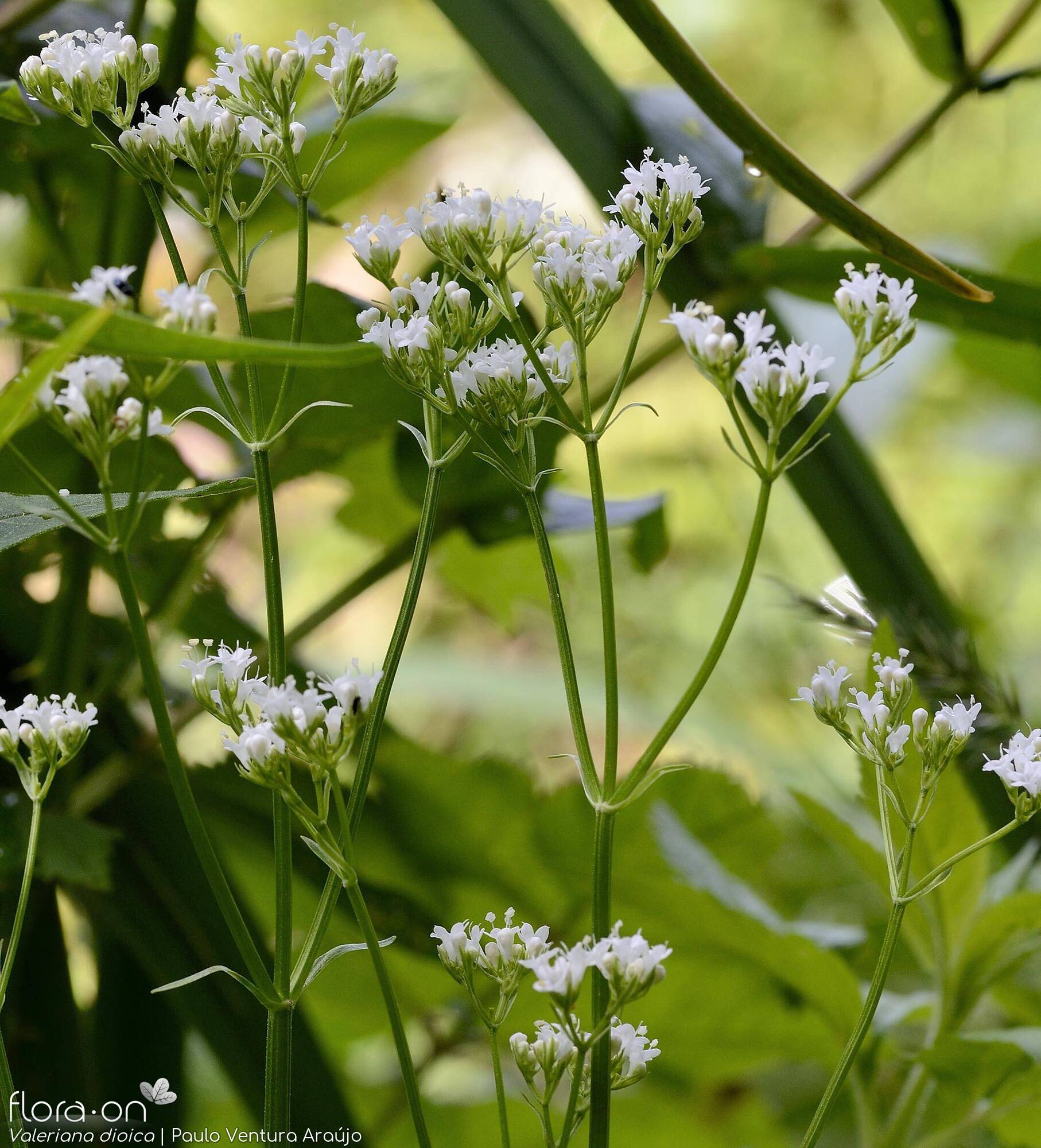 Valeriana dioica - Flor (geral) | Paulo Ventura Araújo; CC BY-NC 4.0