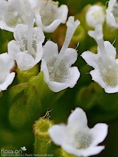 Valeriana dioica - Flor (close-up) | Paulo Ventura Araújo; CC BY-NC 4.0