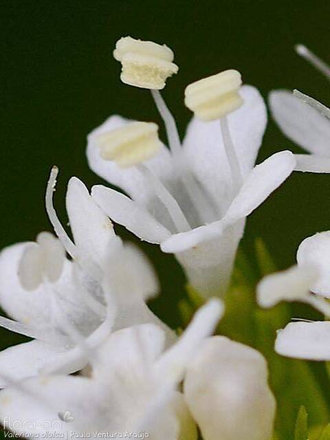 Valeriana dioica - Flor (close-up) | Paulo Ventura Araújo; CC BY-NC 4.0