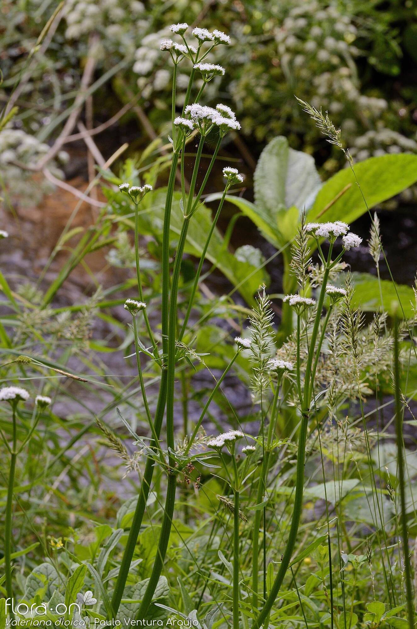 Valeriana dioica - Hábito | Paulo Ventura Araújo; CC BY-NC 4.0