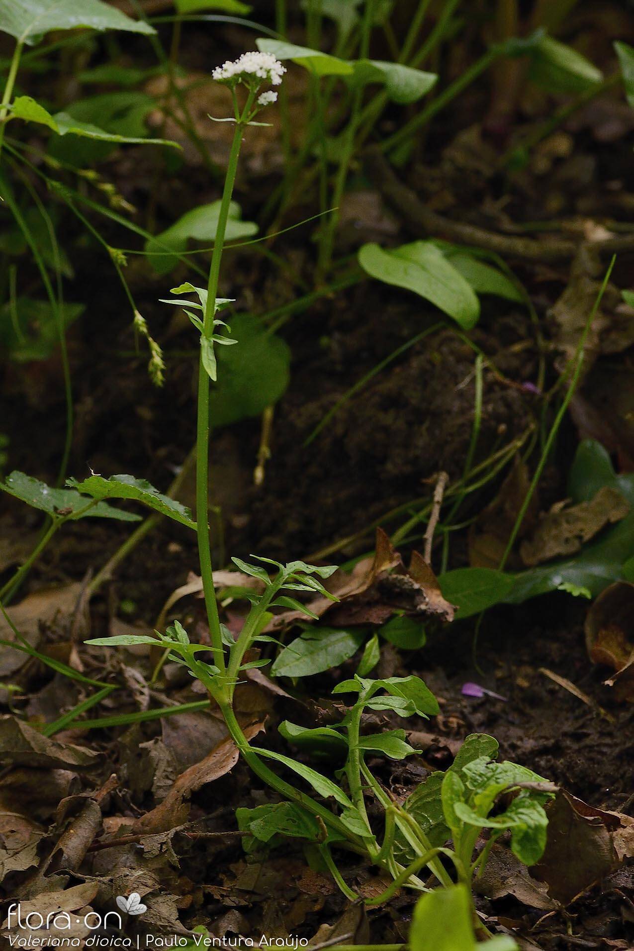 Valeriana dioica - Hábito | Paulo Ventura Araújo; CC BY-NC 4.0