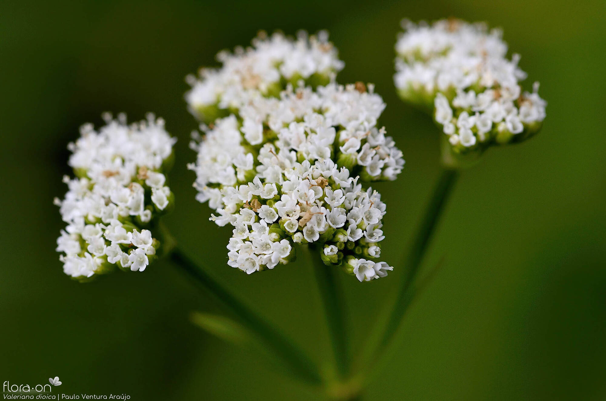 Valeriana dioica - Flor (close-up) | Paulo Ventura Araújo; CC BY-NC 4.0